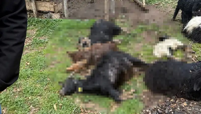 Sahipsiz Köpeklerin 18 Keçiyi Telefi: Çiftçiler Ne Yapacak?