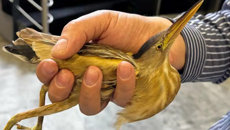 Kayseri’de Nesli Tükenmekte Olan Balaban Kuşu Gözlemlendi!