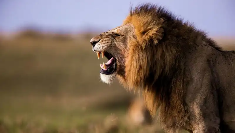 14 Yaşındaki Kızın Aslan Saldırısı: Korkunç Olay Detayları