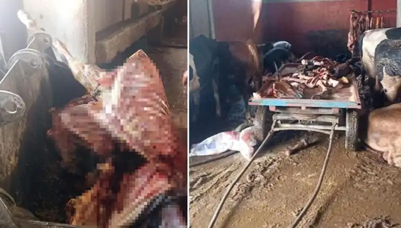 Adana'da 2,5 Ton At Eti Skandalı: 4 At Kurtarıldı!