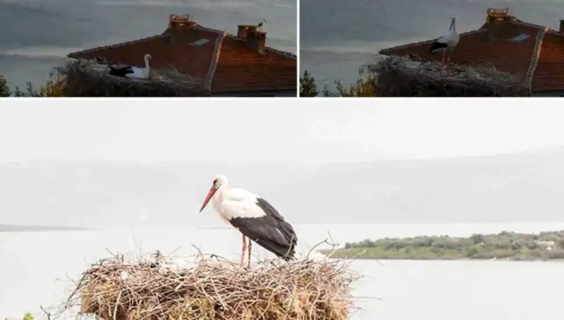 Leylek Yaren'in Depremi Önceden Hissetmesi: Doğa ile İletişimin Gizemi