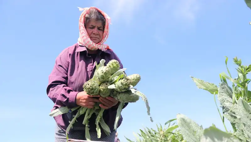 Tarladan Sofralara: 50 TL’lik Tezgah Fiyatlarıyla Sağlıklı Beslenmenin Anahtarı