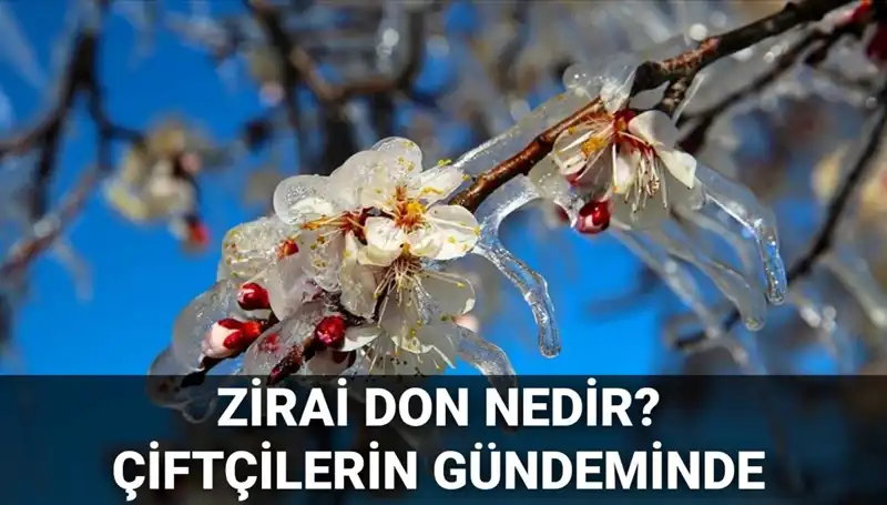 Zirai Don Nedir? Çiftçilere Müjde: Zararlar Karşılanıyor!
