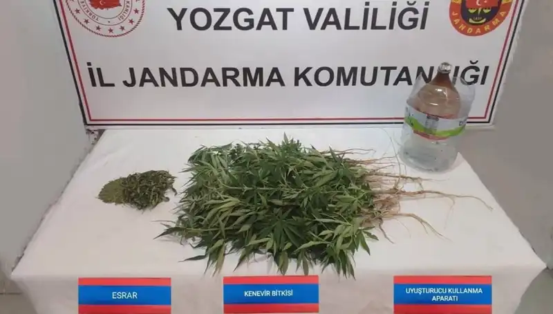 Yozgat’ta Büyük Operasyon: 40 Kök Kenevir Ele Geçirildi!