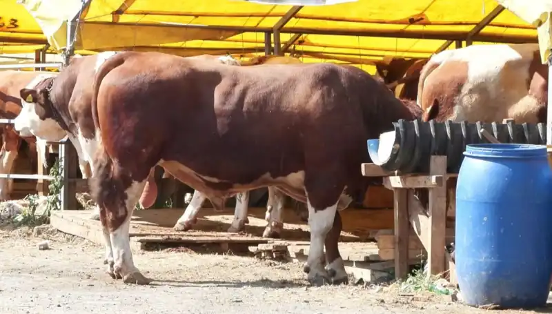 Kurban Pazarlarında Bayram Coşkusu: Hareketlilik Zirveye Ulaştı!