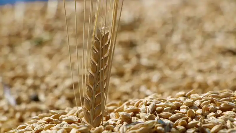 2025 TMO Buğday Satış Fiyatları: Arpa ve Yulafda Fırtına Gibi Değişimler