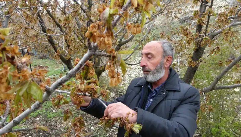 Zirai Don Cezası: Albastı Kiraz Üreticileri Büyük Kayıplar Yaşıyor