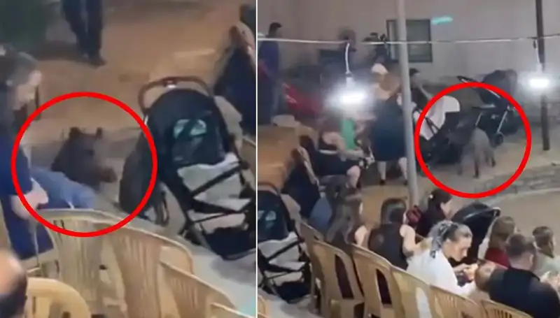 Düğün Töreninde Yaban Domuzu Şoku: Konuklar Panik İçinde Kaçıştı!