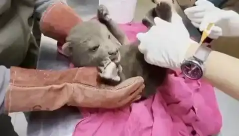 Karabük’te Doğanın Mucizesi: Yavru Bozayı Bulundu!
