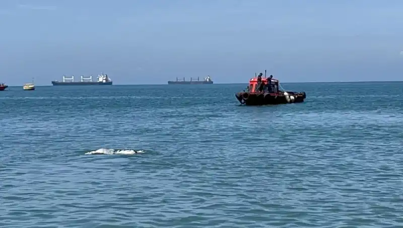 Denizin Ortasında Angus Şaşkınlığı: Sıra Dışı Olay Medyayı Salladı
