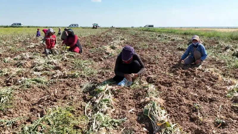 Rusya, Almanya ve İspanya'nın Antibiyotik Üretimi İçin Hasat Sürecine Girdi