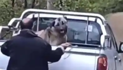 Trabzon'da Köpeğe Halatla İşkence Yapan Şahıs Gözaltına Alındı