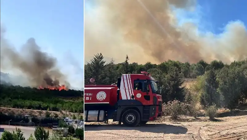 Gebze'de Orman Yangını: Doğa ve Hayat Tehdit Altında!