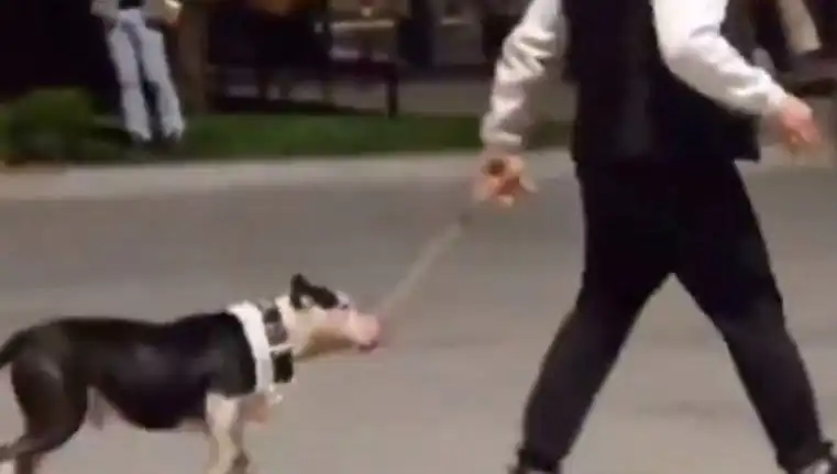 Ağızlıksız Pitbull'un Korkunç Saldırısı: Sahibi Para Cezasıyla Yüzleşti