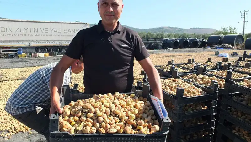Balıkesir’de Tarımsal Hasat Dönemi: Çin ve Rusya’ya Yapılan İhracat Hız Kesmeden Devam Ediyor
