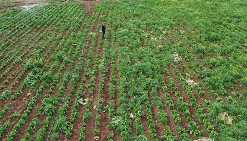 Kuraklık Marul Hasadını Tehdit Ediyor: Çiftçiler Zor Günler Yaşıyor