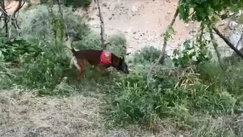 Dere Kenarındaki Gizemli Esrar: Dedektör Köpekler Suçluyu Ele Geçirdi