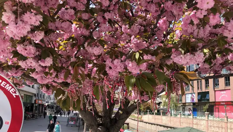 Süs Erik Ağaçlarına Martenitsa Bağlanmasının Anlamı ve Gelenekleri