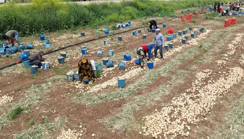 Soğan Hasadı Başladı: Pazar fiyatları hızla düştü, tarım sektörü için yeni fırsatlar mı var?