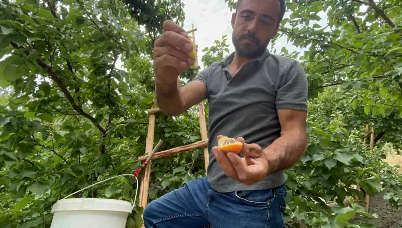 50 TL ile 70 TL Arasında Satılan Eşsiz Lezzet: Tadı Damağınızda Kalacak!
