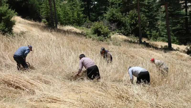Tarımda Geleneksel Yöntemler Yeniden Yükselişte: Ellik ve Orakla Hasat Dönemi
