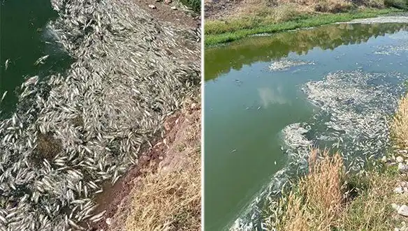 Karasu Çayı'nda Balık Ölümleri: Sırrı Çözülüyor mu?