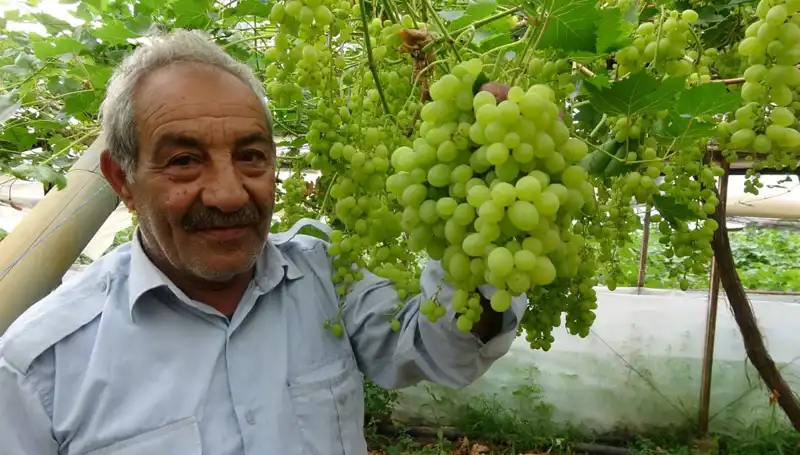 Zirai Don Etkisi Meyve Fiyatlarını Nasıl Yükseltti? Detaylar Burada!