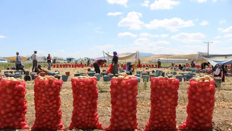 Amasya Elması: Avrupa ve Rusya'ya Tatlı Bir İhracat Hikayesi