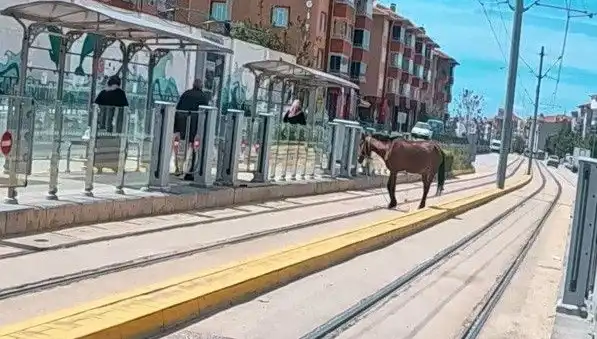 Eskişehir Tramvay Raylarında Başının Çağrısını Yapan At Olayı Şaşkınlık Yarattı