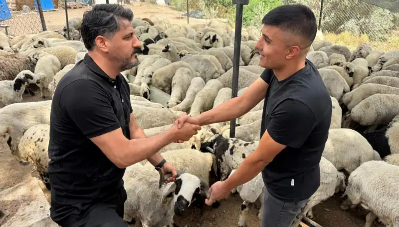 Kurbanlık Alırken Dikkat: Tuz ve Sumakla Şişirilmiş Koyunlara Dikkat!