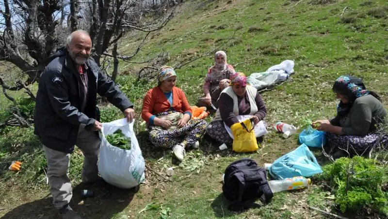 Doğanın Cömertliği: Yürüyerek Toplanan Şifalı Bitkiler İle Ailelerini Geçindiriyorlar