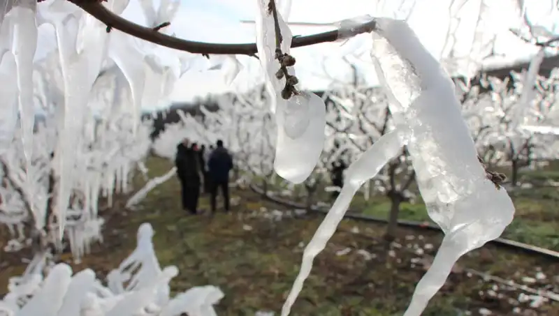 Soğuk Hava Dalgası Ağaçları Korudu! Tomurcukların Yüzde 80'i Çiçek Açtı