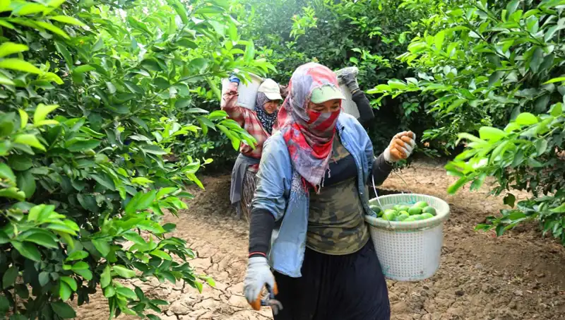 Market Fiyatları Yükseliyor: 150 Liralık Kilo Rekoru ve Hasat Sevinci