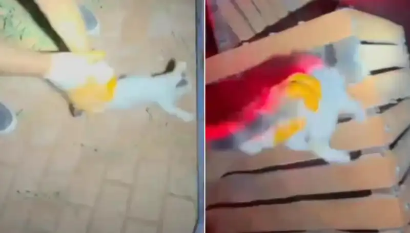 Gece Yarısı İtfaiyeden Kahramanca Kedi Kurtarma Operasyonu