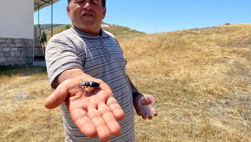 Sivas’ta Görülen Tehlikeli Böceği Öldürmenin Cezası 557 Bin TL!