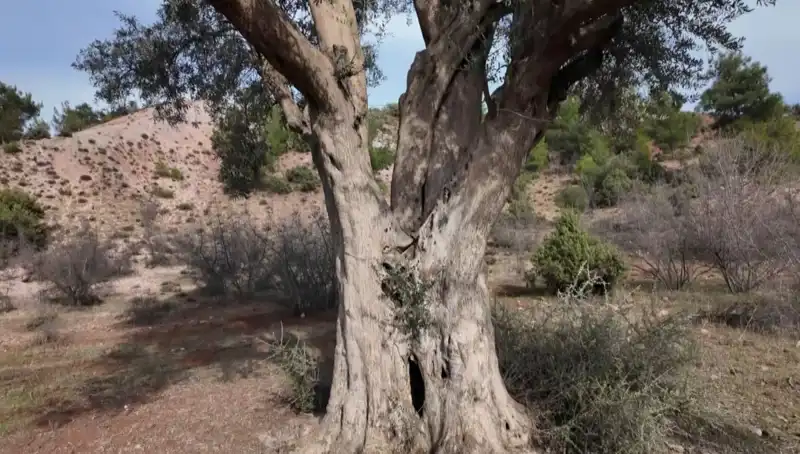 800 Yıllık Zeytin Ağacı: Geçmişle Geleceğin Buluşma Noktası