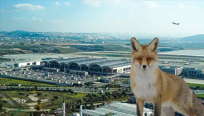 Sabiha Gökçen Havalimanı'nda Tilki Alarmı: Yolcular ve Uçuşlar Etkilendi!
