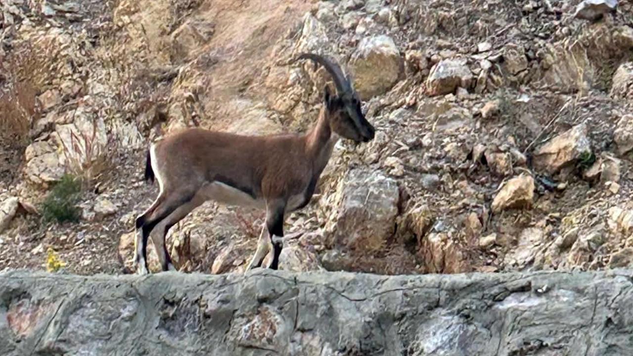 Yaban Keçisini Avlayan Kişiye Tarihi Ceza!