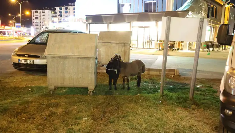 Mor Karaman Koyunları: Yola Düşen Hayvanların Dramı ve İnsan İlişkileri