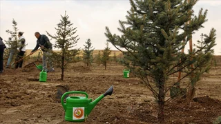 16 Bin Hektar Alanda Ağaçlandırma Projesi ile Yeşil Gelecek Hedefleniyor