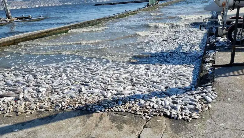 İzmir Körfezi’nde Yeni Çevre Projeleri Hayata Geçiyor!