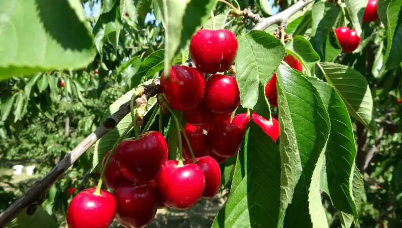 Çay Üretiminde Rekor Başlangıç: Çay Bardağını Dolduracak Hasatlar Geldi!