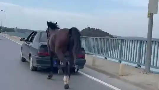 Adana'da Ata İşkence Eden Kişi Tutuklandı! Olayın Detayları Şok Etti
